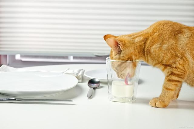 能要吗？这样救安全省心不浪费pg模拟器S生肉让猫啃了还(图4)