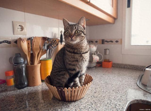 能要吗？这样救安全省心不浪费pg模拟器S生肉让猫啃了还(图3)