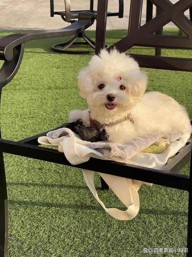 位解析：从品种特性到科学饲养pg试玩关于四季贵宾犬的全方(图1)