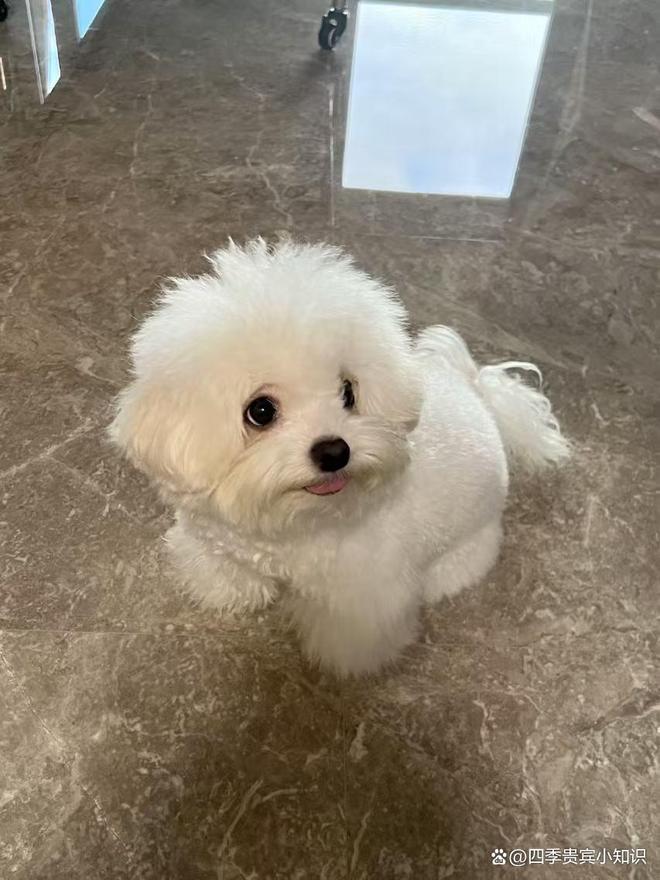 位解析：从品种特性到科学饲养pg试玩关于四季贵宾犬的全方(图4)