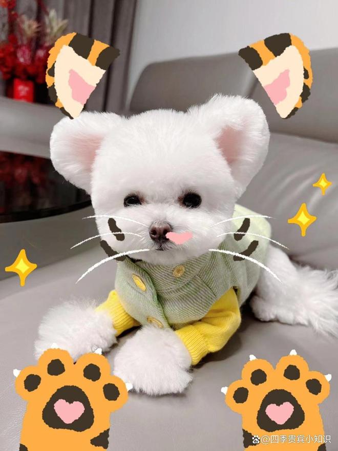 位解析：从品种特性到科学饲养pg试玩关于四季贵宾犬的全方(图3)